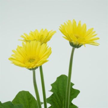 Gerbera Yellow 2