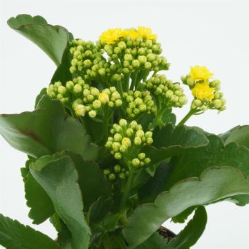 Kalanchoe Yellow