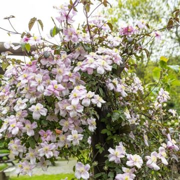 Clematis montana(Pink Perfection)