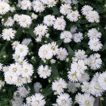 Aster NB Wit