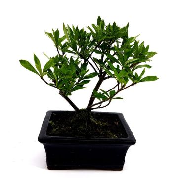 Bonsai Gardena
