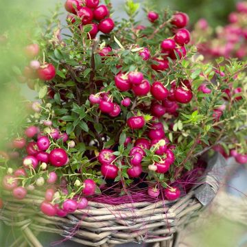 Gaultheria mucronata Red Gaultheria mucronata Red