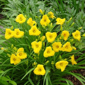 Hemerocallis Bakabana Hemerocallis Bakabana