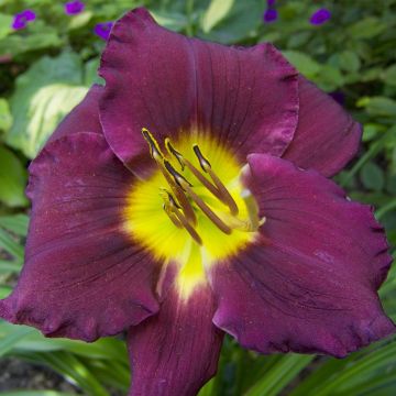Hemerocallis Bela Lugosi Hemerocallis Bela Lugosi