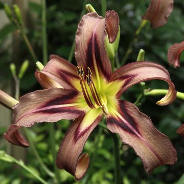 Hemerocallis Black Arrowhead Hemerocallis Black Arrowhead