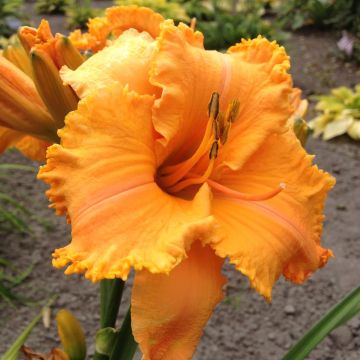 Hemerocallis Colonel Mustard Hemerocallis Colonel Mustard