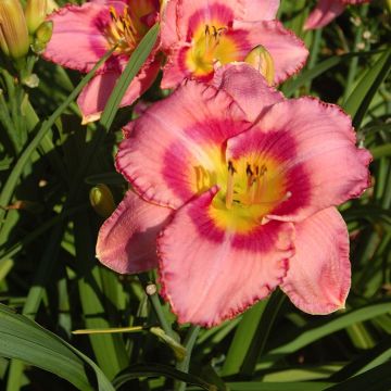 Hemerocallis Dress Pink Hemerocallis Dress Pink