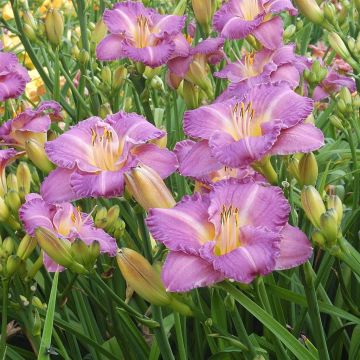 Hemerocallis Entrapment Hemerocallis Entrapment