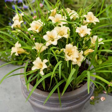 Hemerocallis EveryDaylily™ Cream® Hemerocallis EveryDaylily™ Cream®