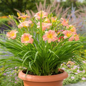 Hemerocallis EveryDaylily™ Pink Cream® Hemerocallis EveryDaylily™ Pink Cream®