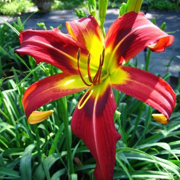 Hemerocallis Heavenly Mr