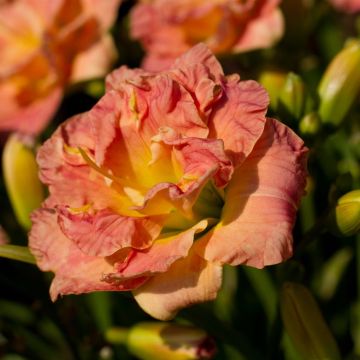 Hemerocallis Lacy Doily Hemerocallis Lacy Doily