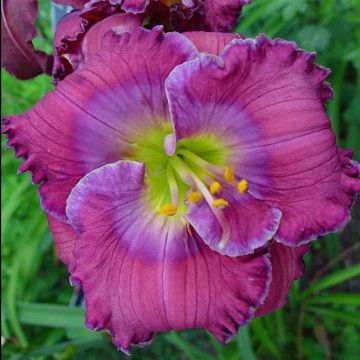 Hemerocallis Lavender Blue Baby Hemerocallis Lavender Blue Baby