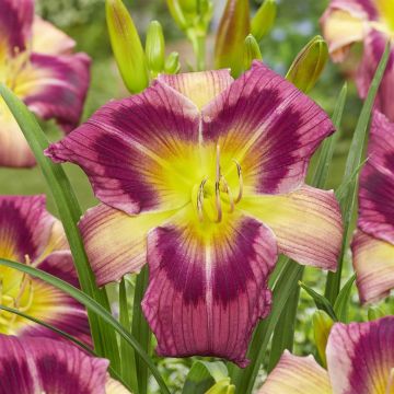 Hemerocallis Magic Dancer Hemerocallis Magic Dancer