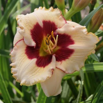 Hemerocallis Nippon