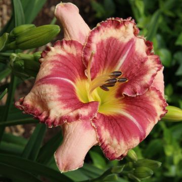 Hemerocallis Outstanding Hemerocallis Outstanding