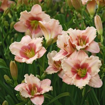 Hemerocallis Roseanne Hemerocallis Roseanne