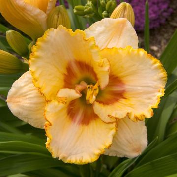 Hemerocallis Sixth Sense Hemerocallis Sixth Sense