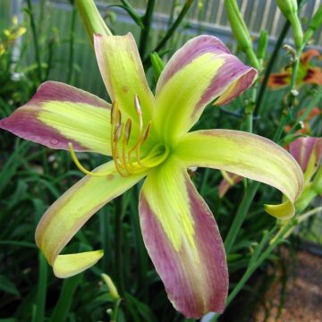 Hemerocallis String Bikini Hemerocallis String Bikini