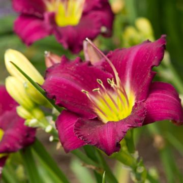 Hemerocallis Woodside Amethyst Hemerocallis Woodside Amethyst