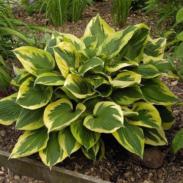 Hosta Anne Hosta Anne