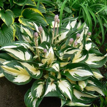 Hosta Fire and Ice Hosta Fire and Ice