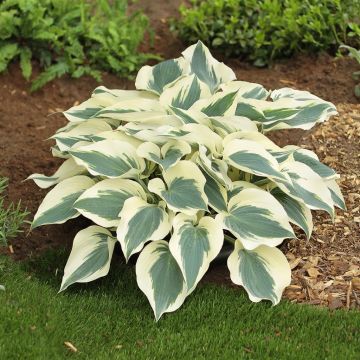 Hosta Firn Line Hosta Firn Line