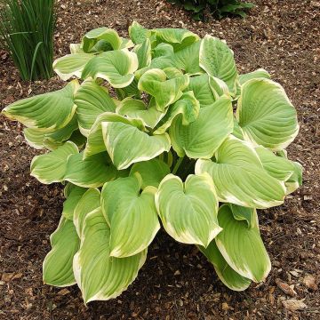Hosta Fragrant Bouquet Hosta Fragrant Bouquet