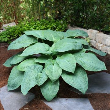 Hosta Jurassic Park Hosta Jurassic Park