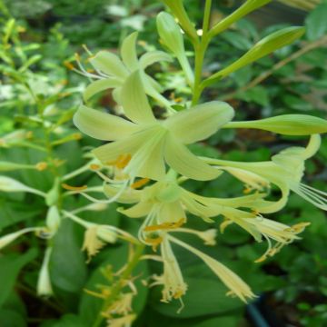 Hosta Miracle Lemony Hosta Miracle Lemony