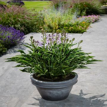 Hosta Praying Hands Hosta Praying Hands