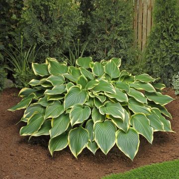 Hosta Prima Donna Hosta Prima Donna