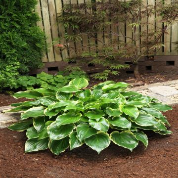 Hosta Sugar and Spice Hosta Sugar and Spice