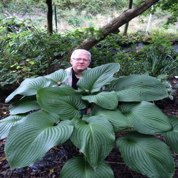 Hosta T Rex Hosta T Rex