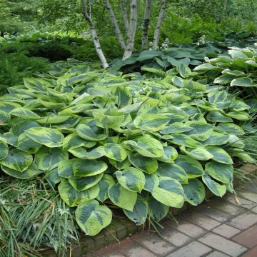 Hosta Tokudama Flavocircinalis Hosta Tokudama Flavocircinalis