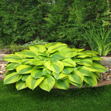 Hosta Velvet Moon Hosta Velvet Moon