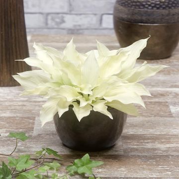 Hosta White Feather Hosta White Feather