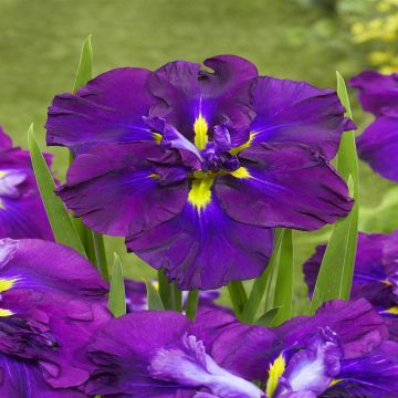 Iris Ensata Dinner Plate Blueberry Pie Iris Ensata Dinner Plate Blueberry Pie