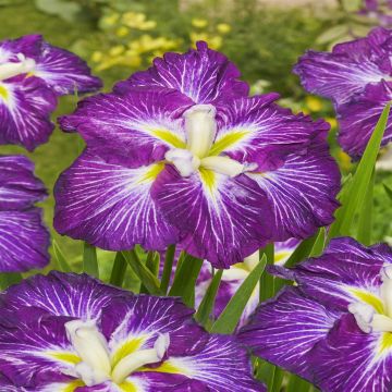 Iris Ensata Dinner Plate Jell O Iris Ensata Dinner Plate Jell O