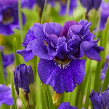 Iris sibirica Concord Crush HR Iris sibirica Concord Crush HR