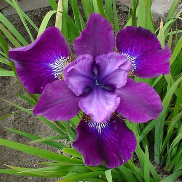 Iris Sibirica Ewen Iris Sibirica Ewen