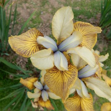 Iris sibirica Flying Fiddles