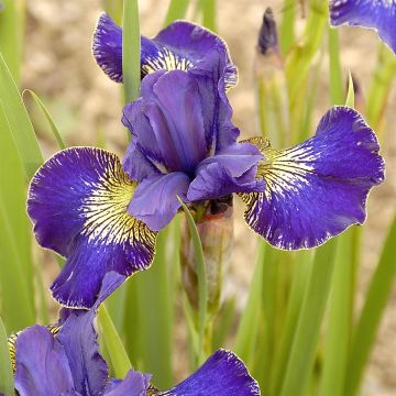 Iris Sibirica Golden Edge Iris Sibirica Golden Edge