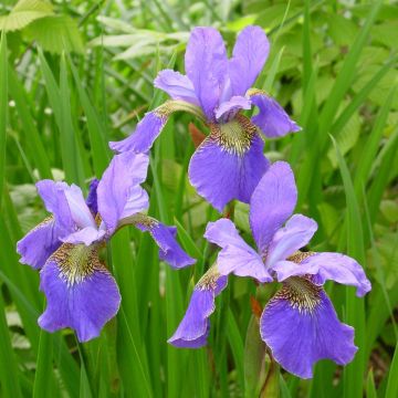 Iris Sibirica Happy Returns