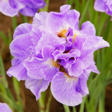 Iris Sibirica Having Fun Iris Sibirica Having Fun