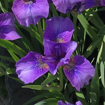 Iris sibirica Mabel Coday Iris sibirica Mabel Coday