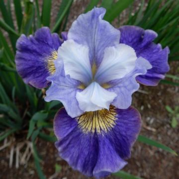 Iris sibirica Magnetism Iris sibirica Magnetism