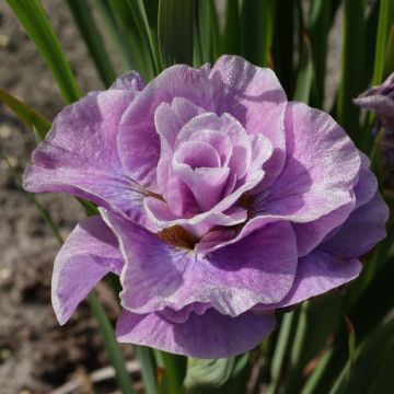 Iris Sibirica Pink Parfait Iris Sibirica Pink Parfait