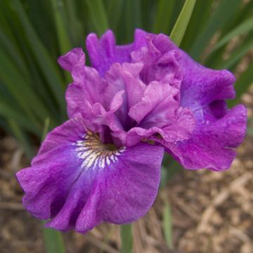 Iris Sibirica Rosy Bows