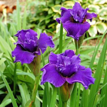 Iris Sibirica Ruffled Plus